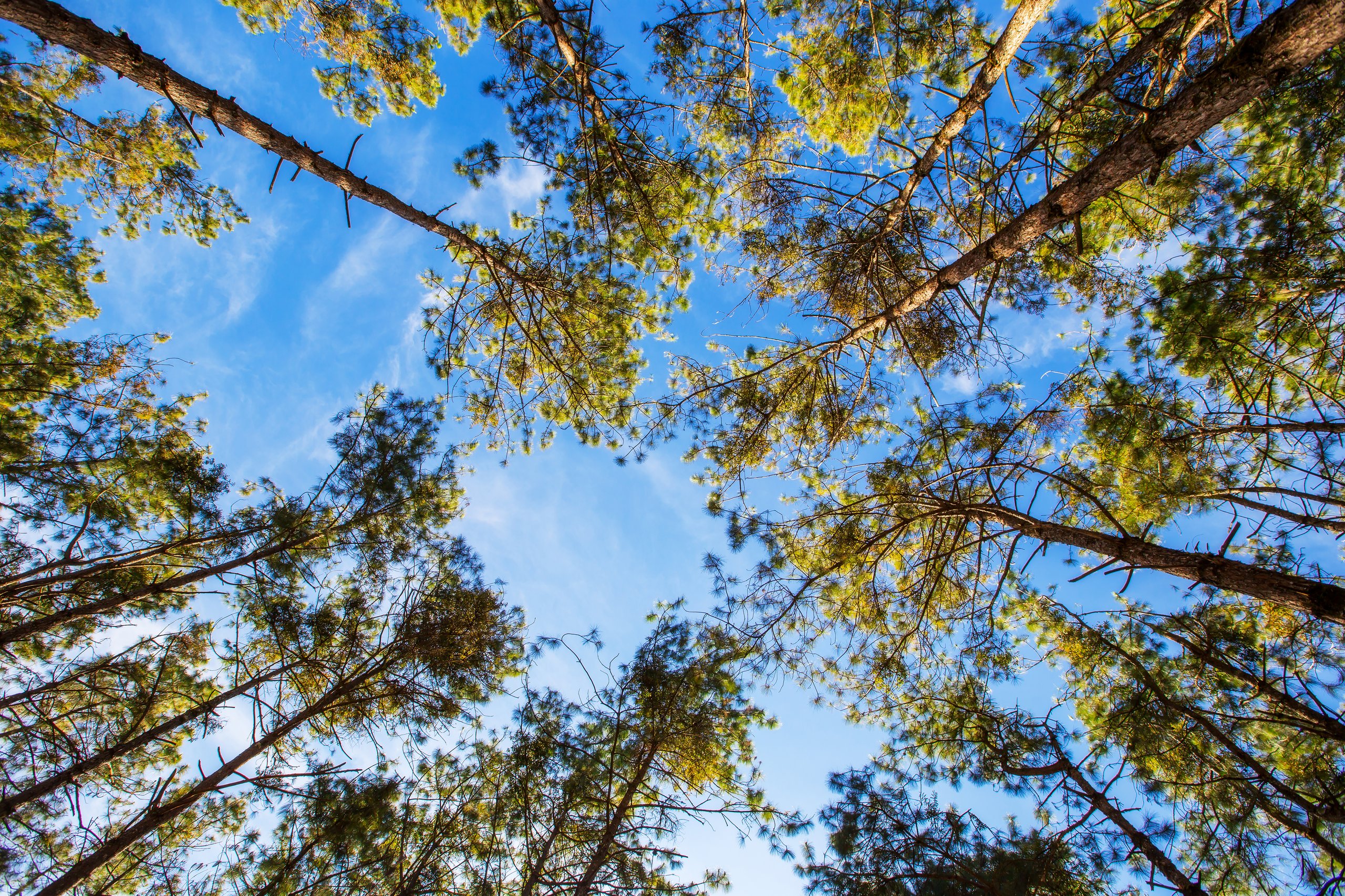 Wald in der Natur mit vielen hohen Bäumen bei sonnigem Wetter 