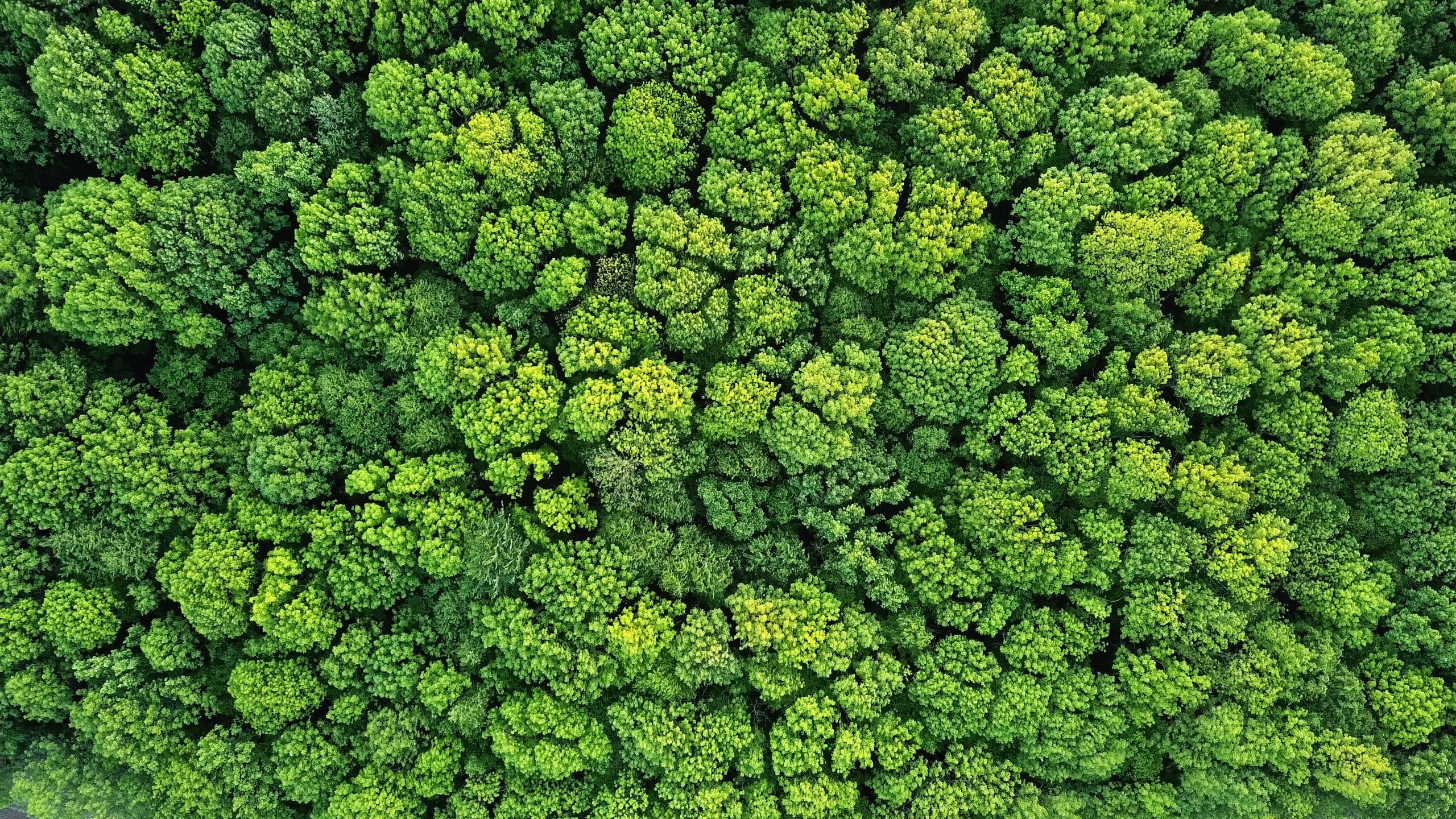 Viele grüne Bäume im Wald