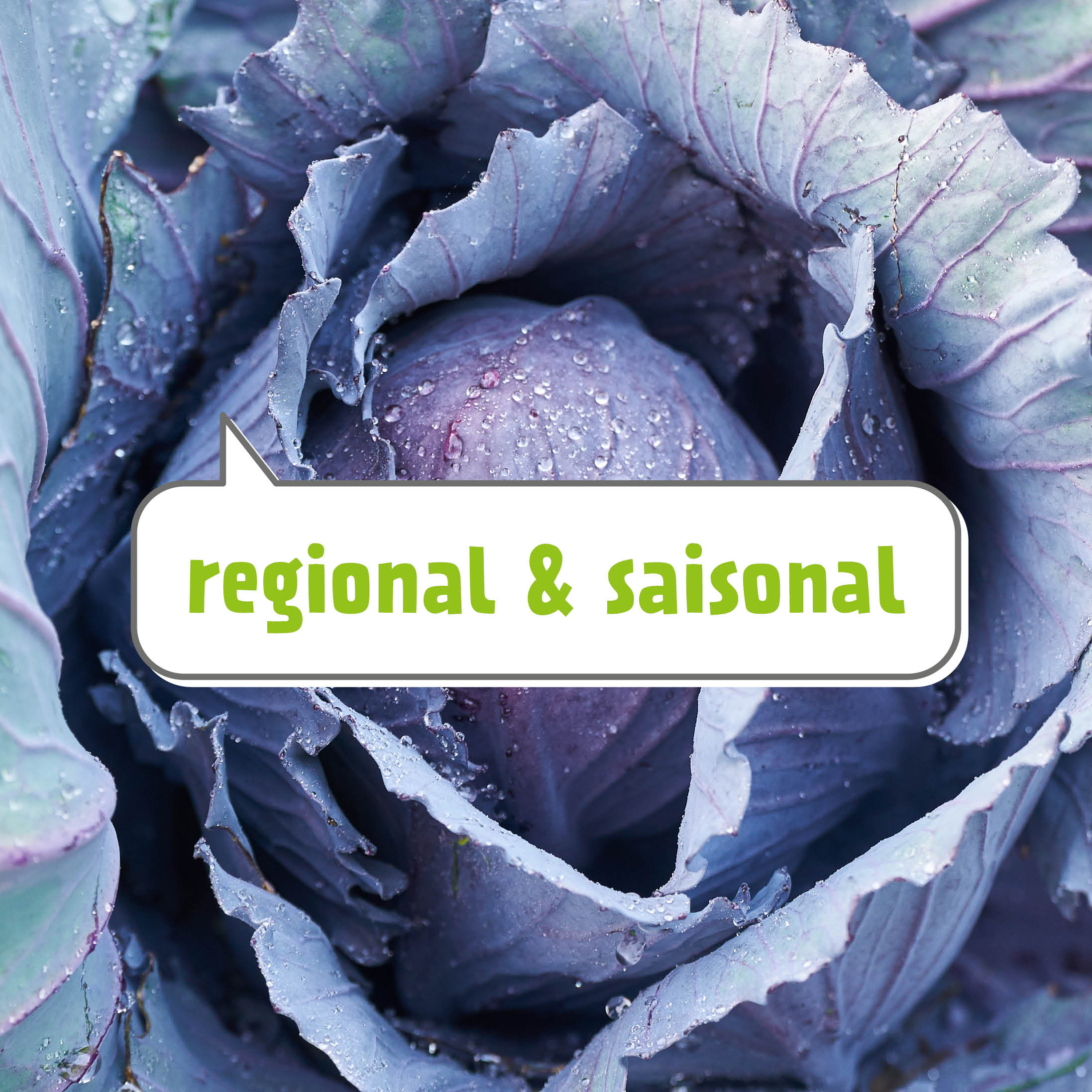 Rotkohl mit weiß-grüner Aufschrift: regional & saisonal 