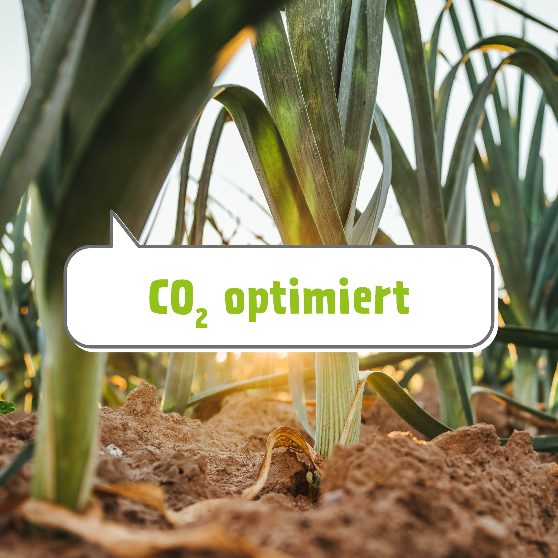 Heranwachsender Spargel mit einer Kommentaraufschrift: Co2 optimiert 